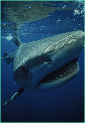 Tiger Shark