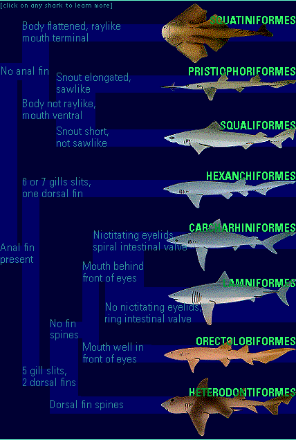 Taxonomy of sharks