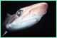 Bigeye houndshark