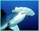 Hammerhead shark