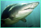 Sand tiger shark