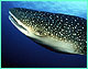 Whale shark