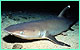 Whitetip reef shark