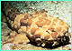 Spotted wobbegong