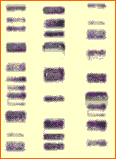 DNA fingerprint