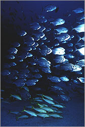 School of fish