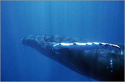 Humpback Whale