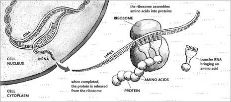 Transcription diagram