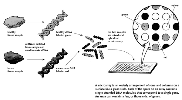 Microarray diagram