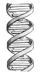 DNA Helix