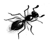 Ant
