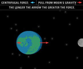 Step 6: arrows show the pull due to the moon's gravity; longer arrow on side of Earth closer to moon and a shorter arrow on side opposite of moon; includes this text: The longer the arrow, the greater the force.