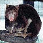 Tree Kangaroo