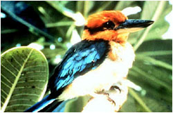 Micronesian Kingfisher