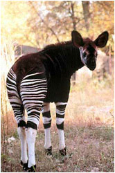 Okapi