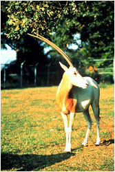 Scimitar-Horned Oryx