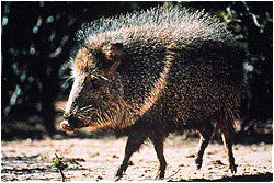 Chacoan Peccary