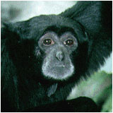 Siamang