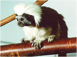 Cotton-Top Tamarin