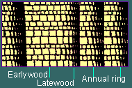 Diagram of earlywood, latewood, and annual rings