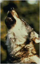 Wolf howling