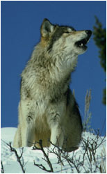 Wolf, howling confrontational howl