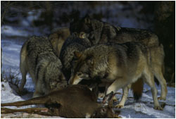 Wolves feeding on deer