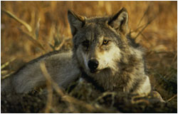 Wolf lying in grass