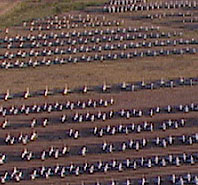 Fighters in storage at Davis-Monthan Air Force Base.